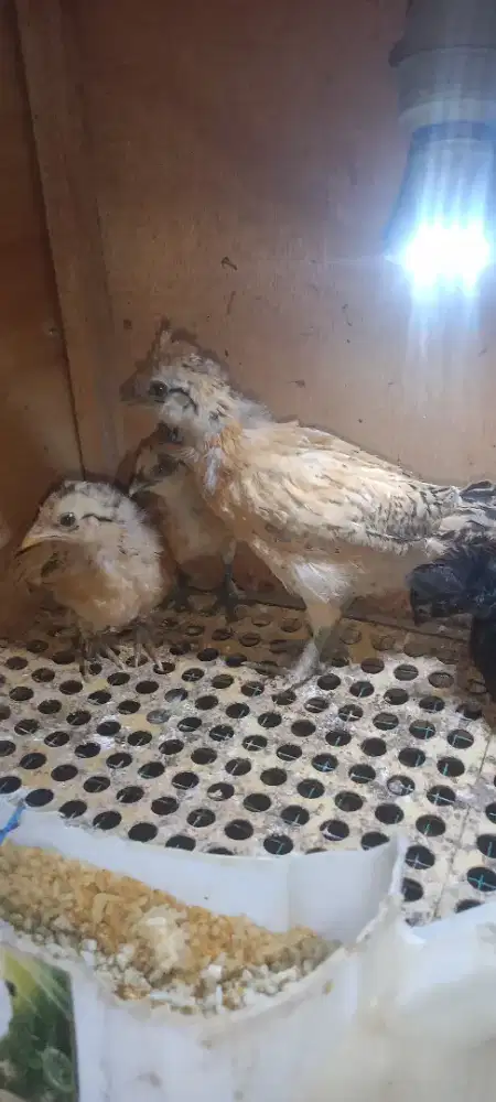 Anakan Polan mix 3 ekor