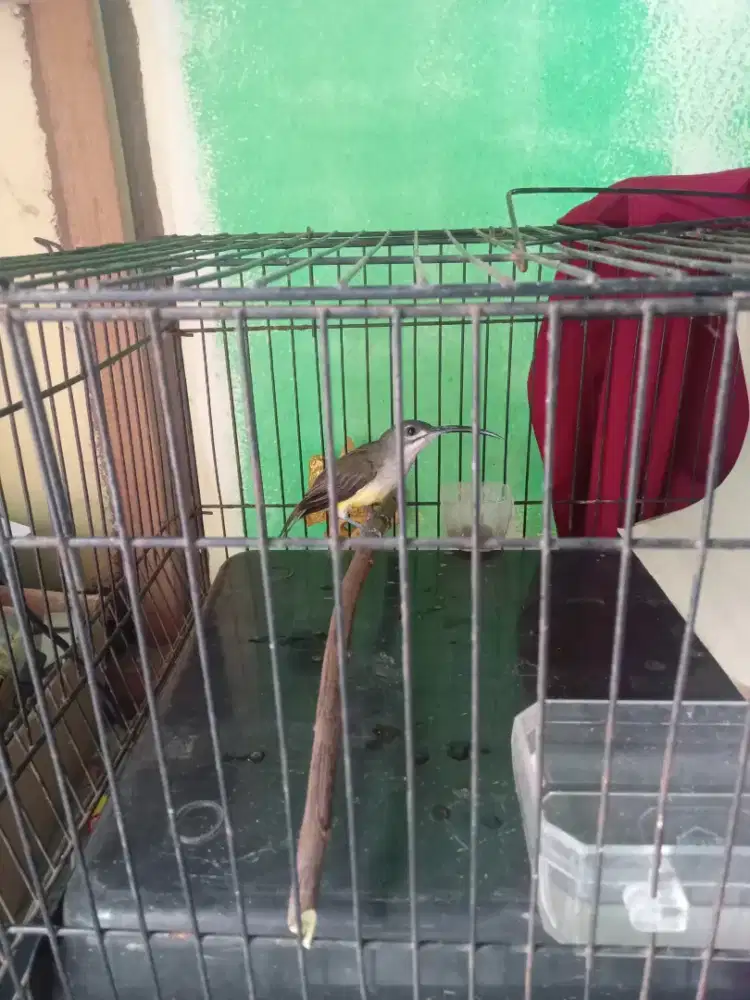 Pijantung pisang sama gelatik