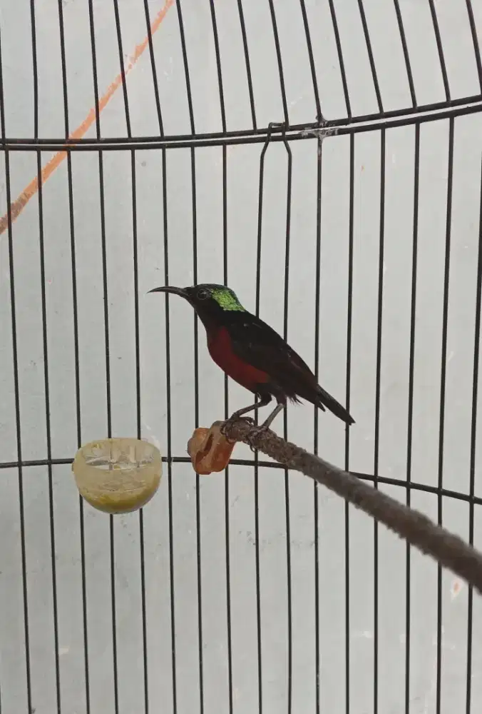 Burung ko nin da cok mapan Gacor masteran murai