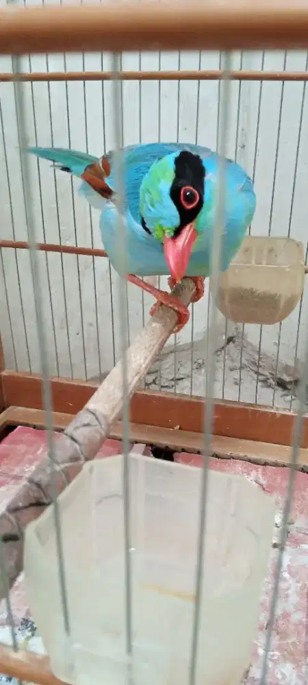 ekek Gacor Jinak