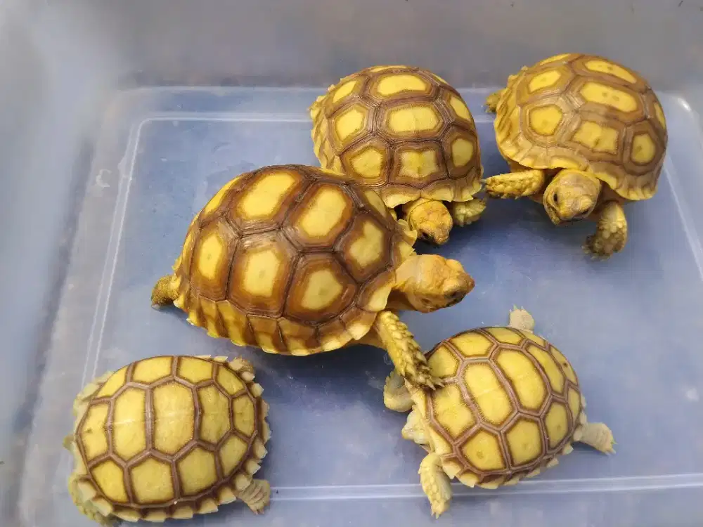 Kura-Kura Sulcata Sehat Ukuran 6,5–7 cm – Aktif & Makan Lahap