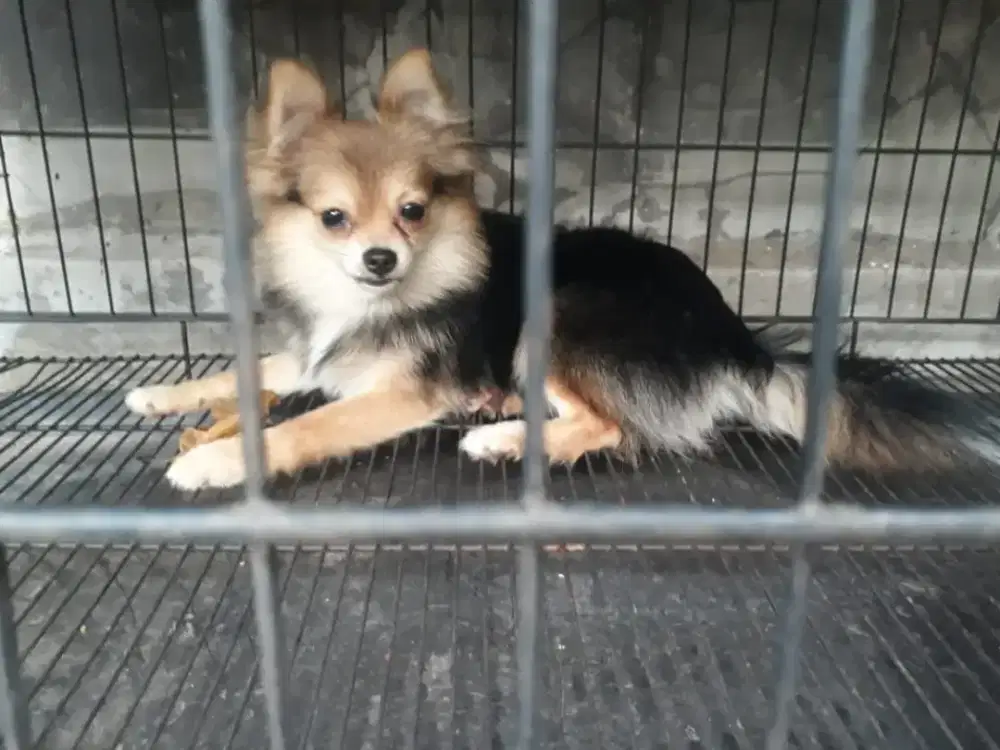 Mini Chihuahua 8 bulan