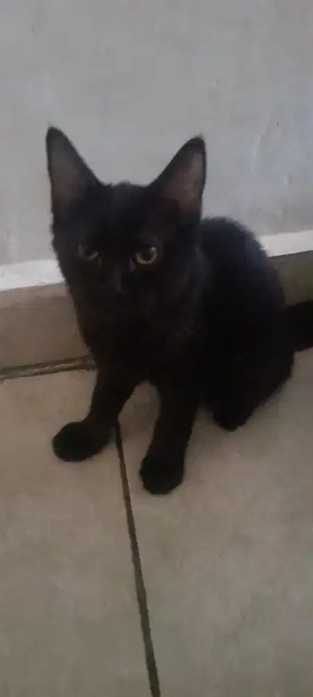 Kucing mixdome 2 betina dan 1 jantan
