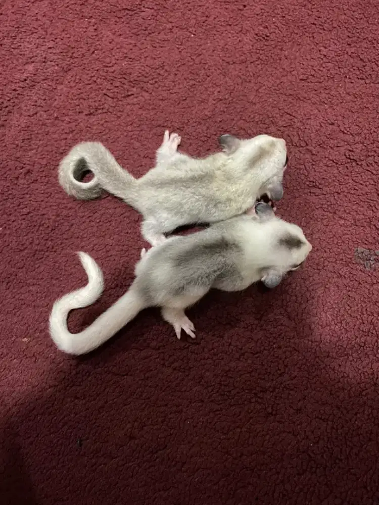 Sugar glider joey