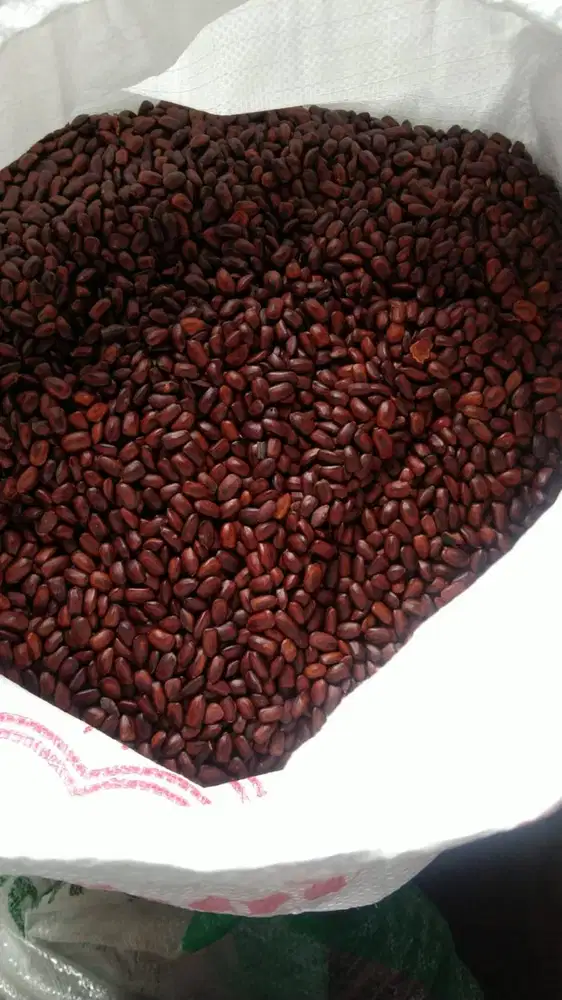 JUAL BENIH TREMBESI SAMANEA SAMAN BERKUALITAS BENIH POHON PENGHIJAUAN