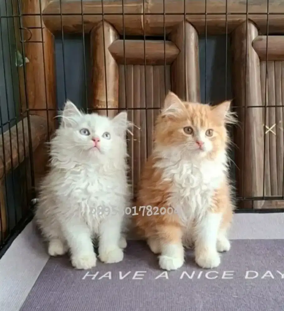 Kucing persia flatnose /kitten persia betina /kucing  oren betina