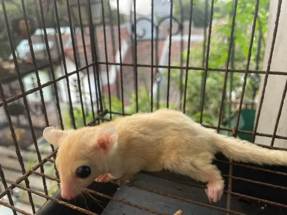Sugar glider leu leucistic joey betina