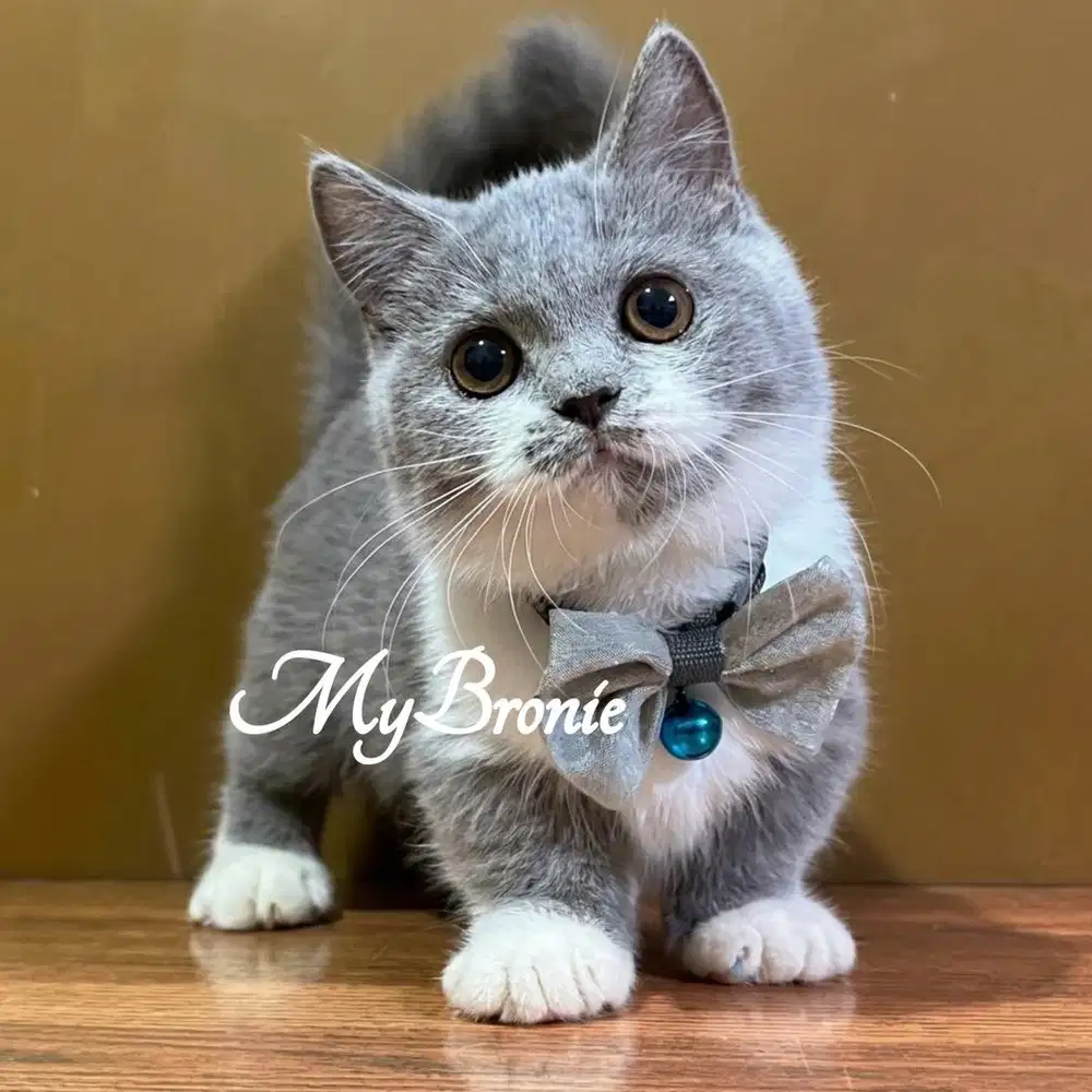 Kucing munchkin british shorthair betina