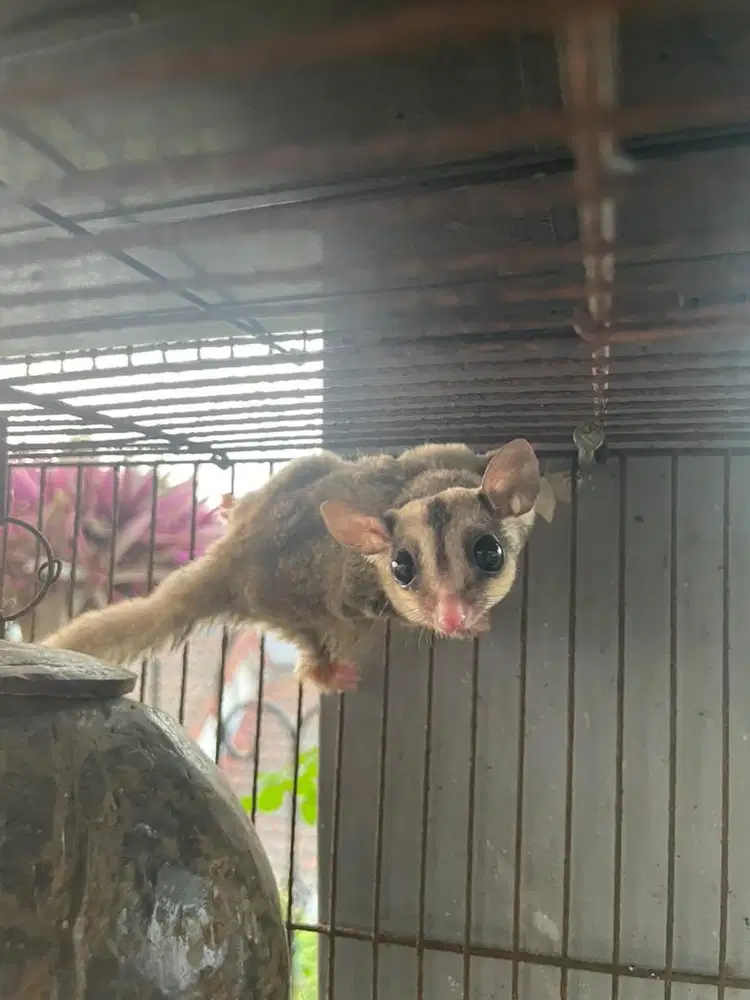 Sugar glider grey joey betina