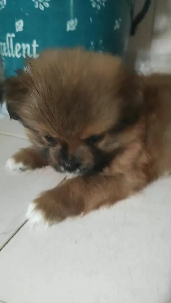 Shihtzu puppy jantan