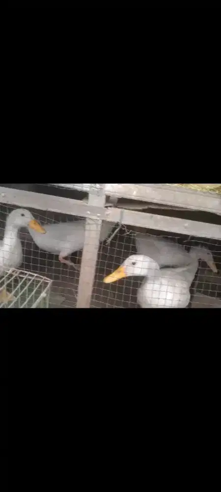 Bebek ada 5 ekor sehat semua
