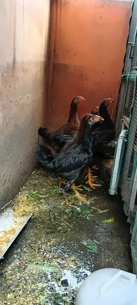 Ayam peranakan bangkok