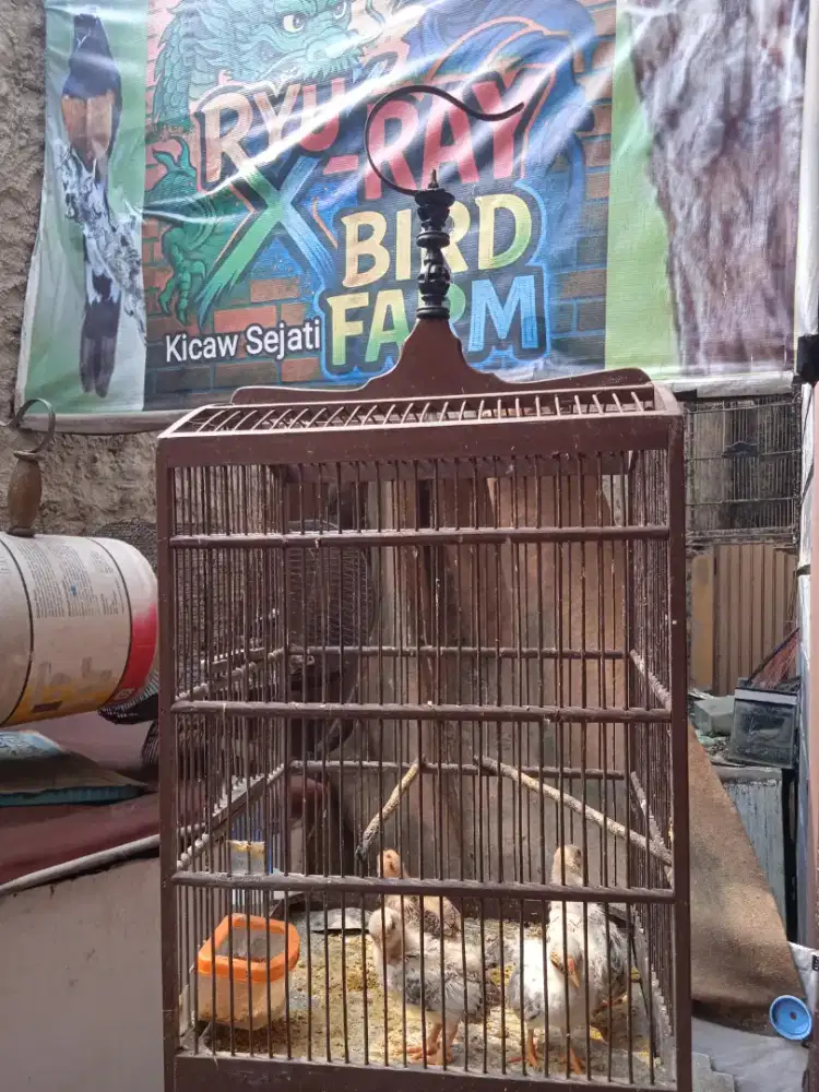 2 PasanK AnankaN SeramA