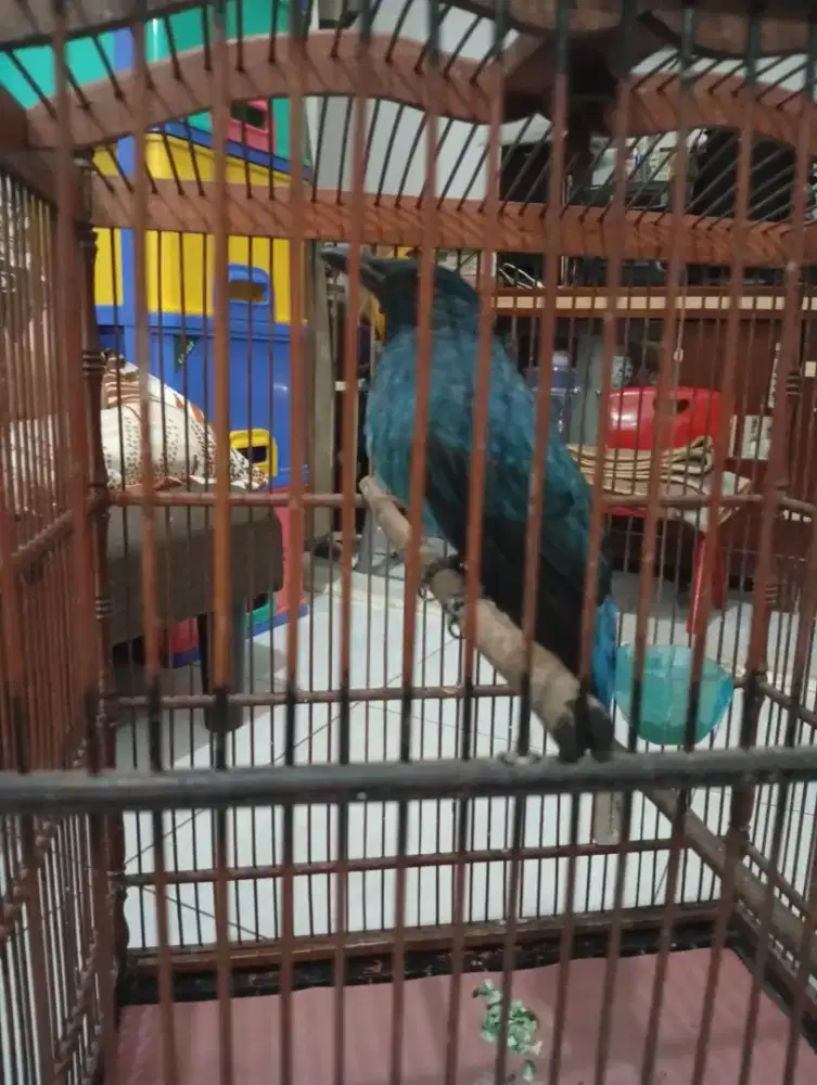 Cuaca biru jual/ tt