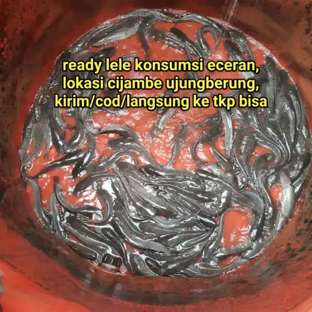 ​Ready Lele Konsumsi Eceran Segar