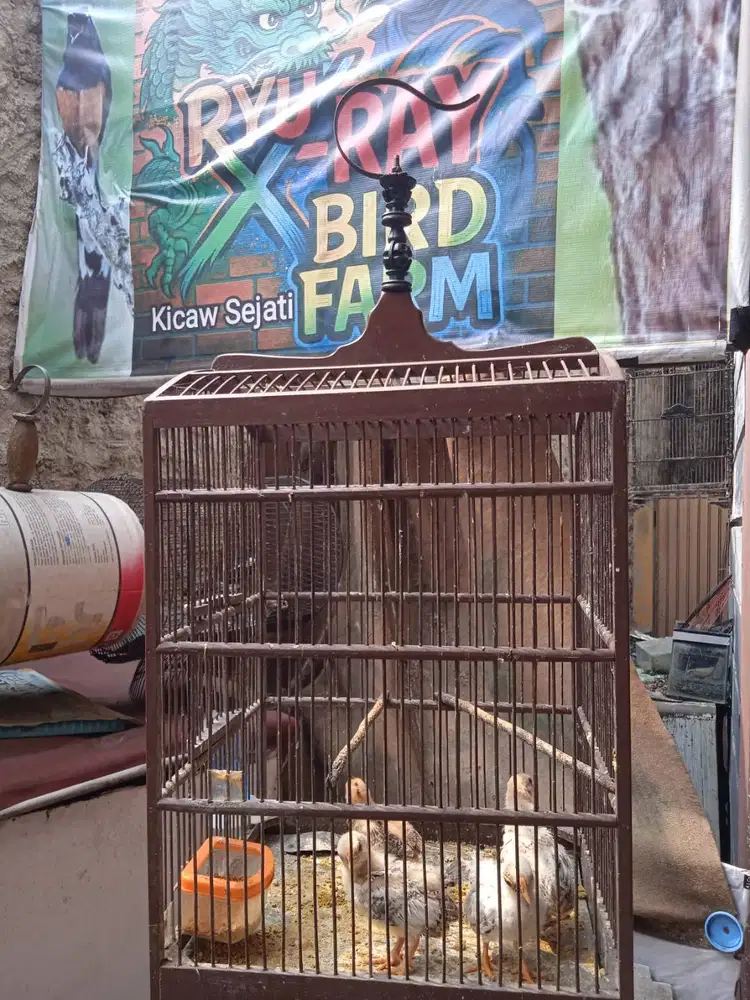 AnakaN SeramA 2 PasanK