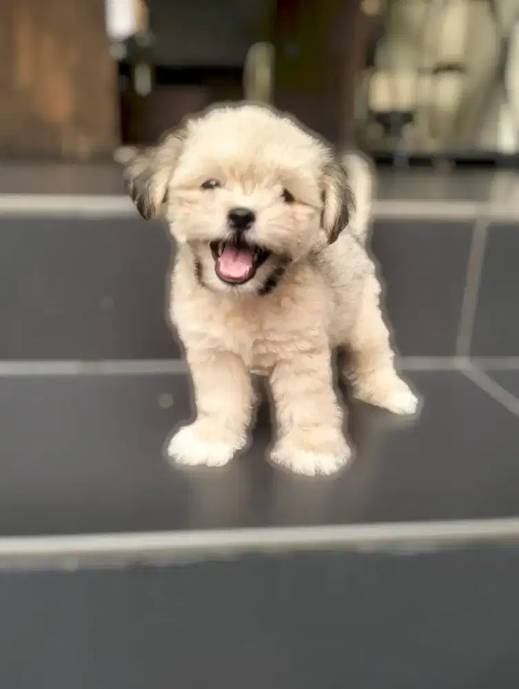 Shihtzu mix poodle / shipoo