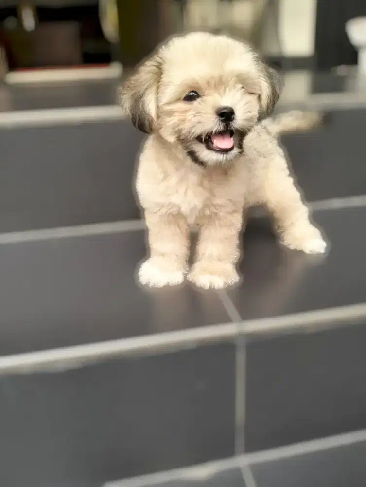 SHIHTZU MIX POODLE PUPPY