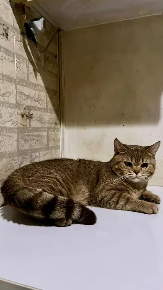 BSH British Shorthair Golden Tabby - Non-PED