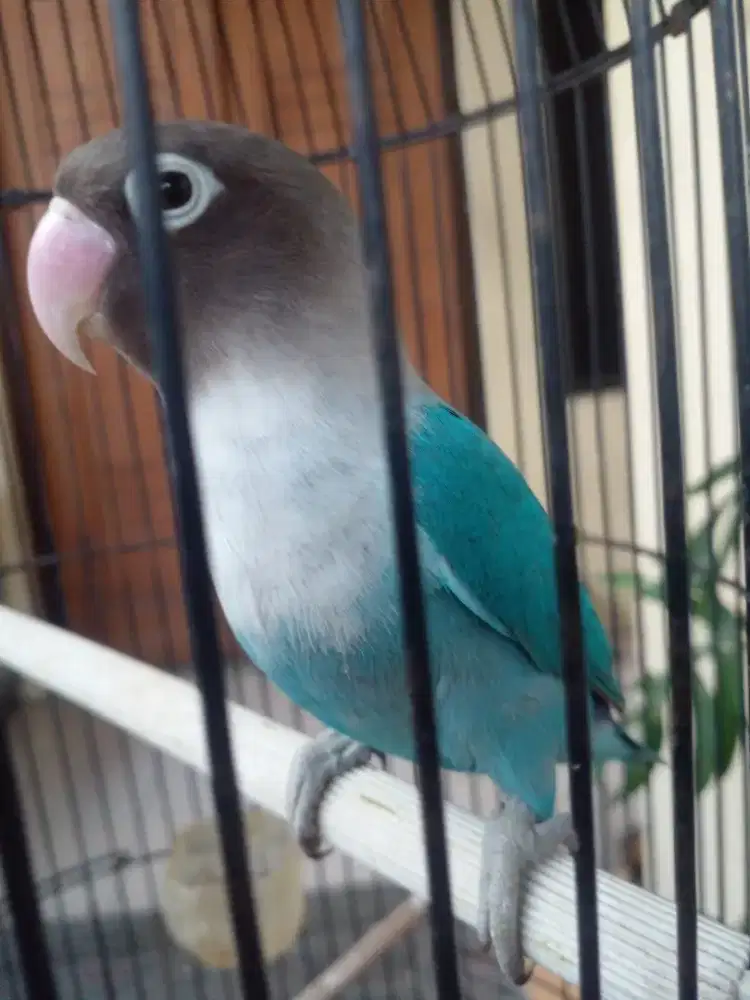 Fs lb biru tutam mahar ok