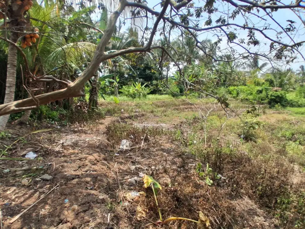Disewakan Lahan View Sawah Terasering Lahan Langka Super Privat