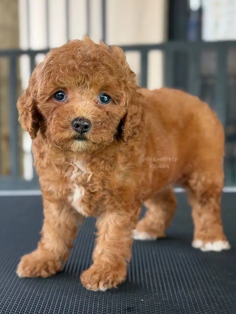 Poodle Puppy Cantik dan Ganteng Berkualitas