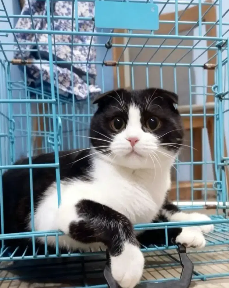 Pacak kucing Scottish fold