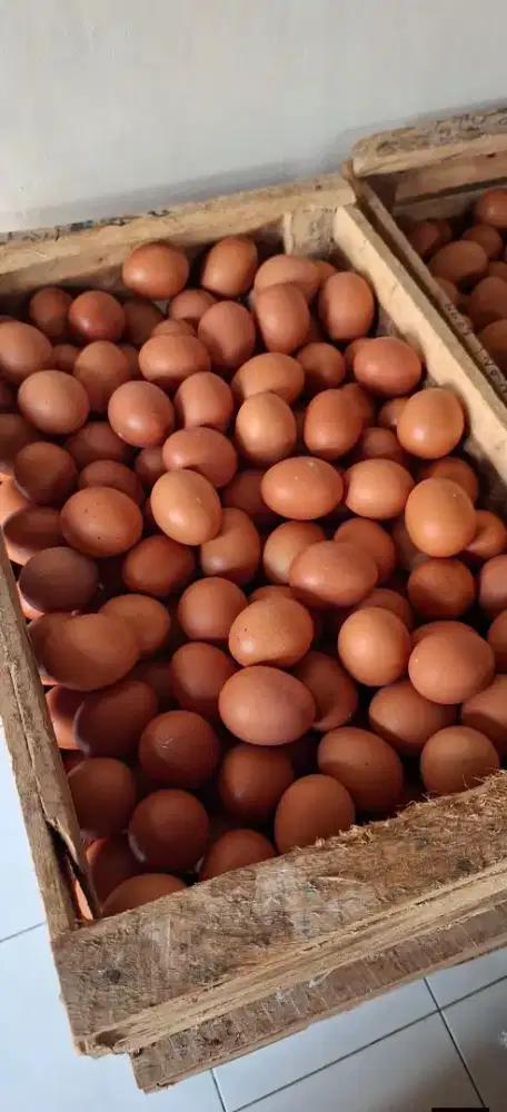 Telur ayam super