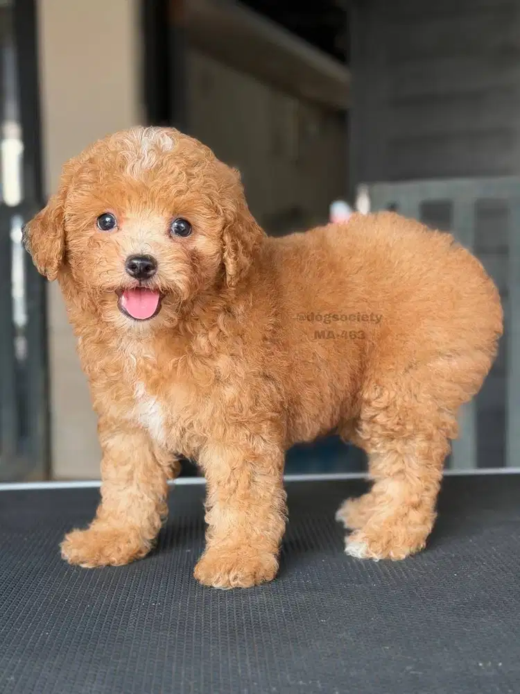 Anakan Poodle Lucu Aktif dan Menggemaskan