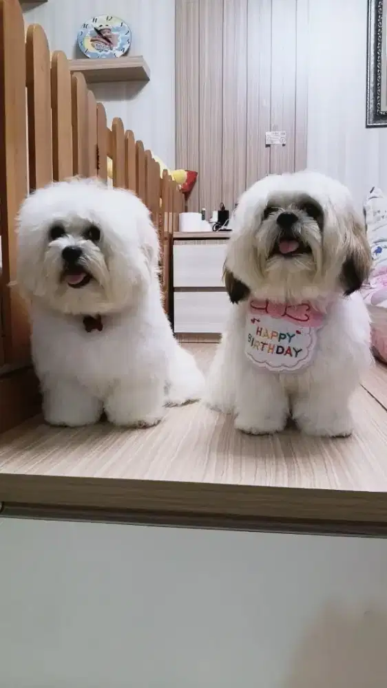 Dicari groomer doggy pengalaman , serabutan juga