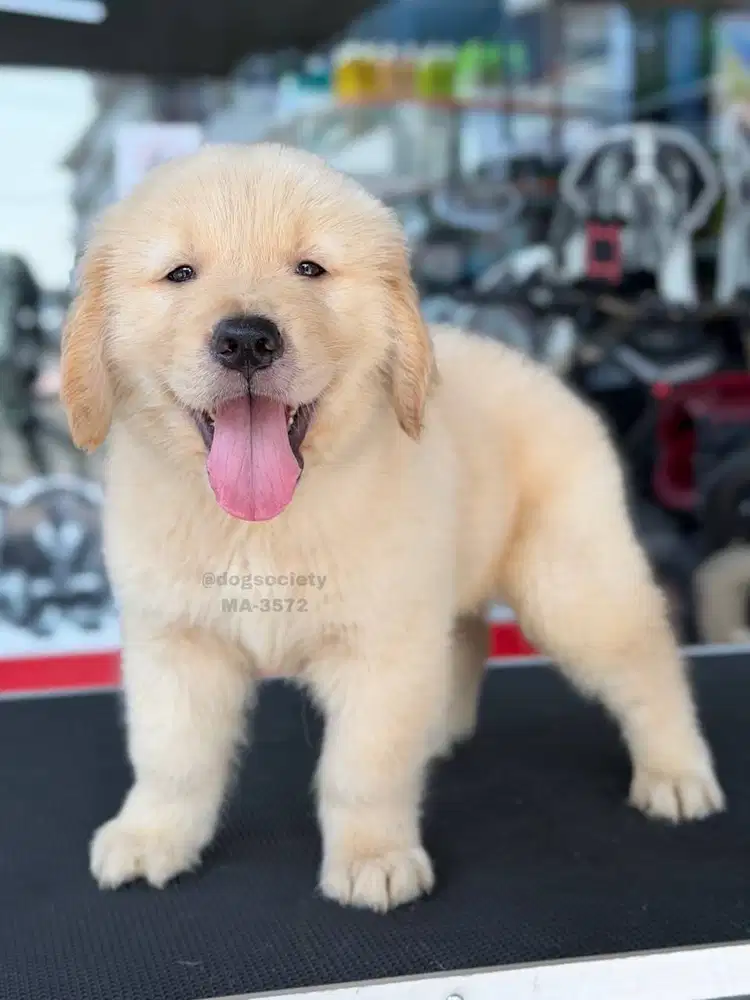 Jual Puppy Golden Retriever Sehat dan Aktif