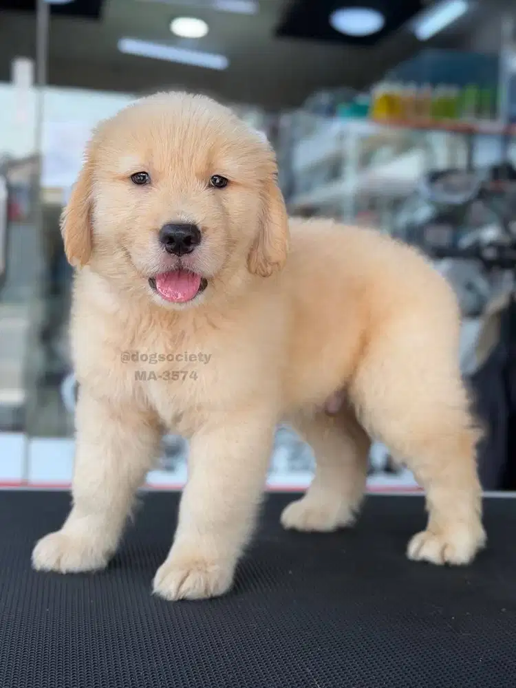 Jual Anjing Golden Retriever Lucu dan Sehat