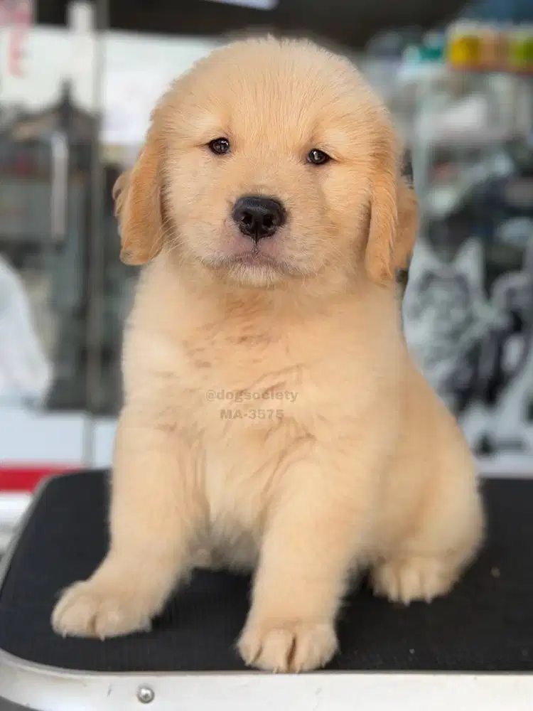 Anakan Golden Retriever Aktif dan Menggemaskan