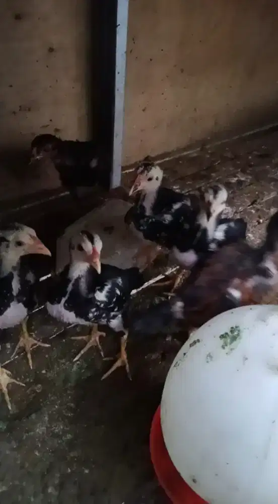 Anak ayam siam bgus