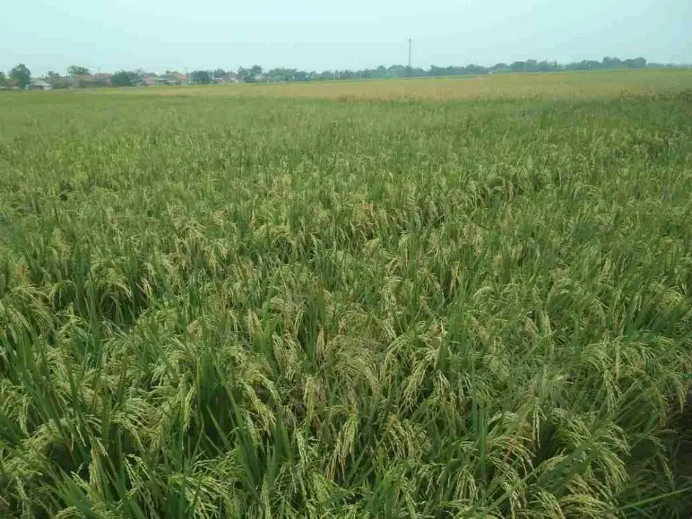 Dijual Sawah Produktif