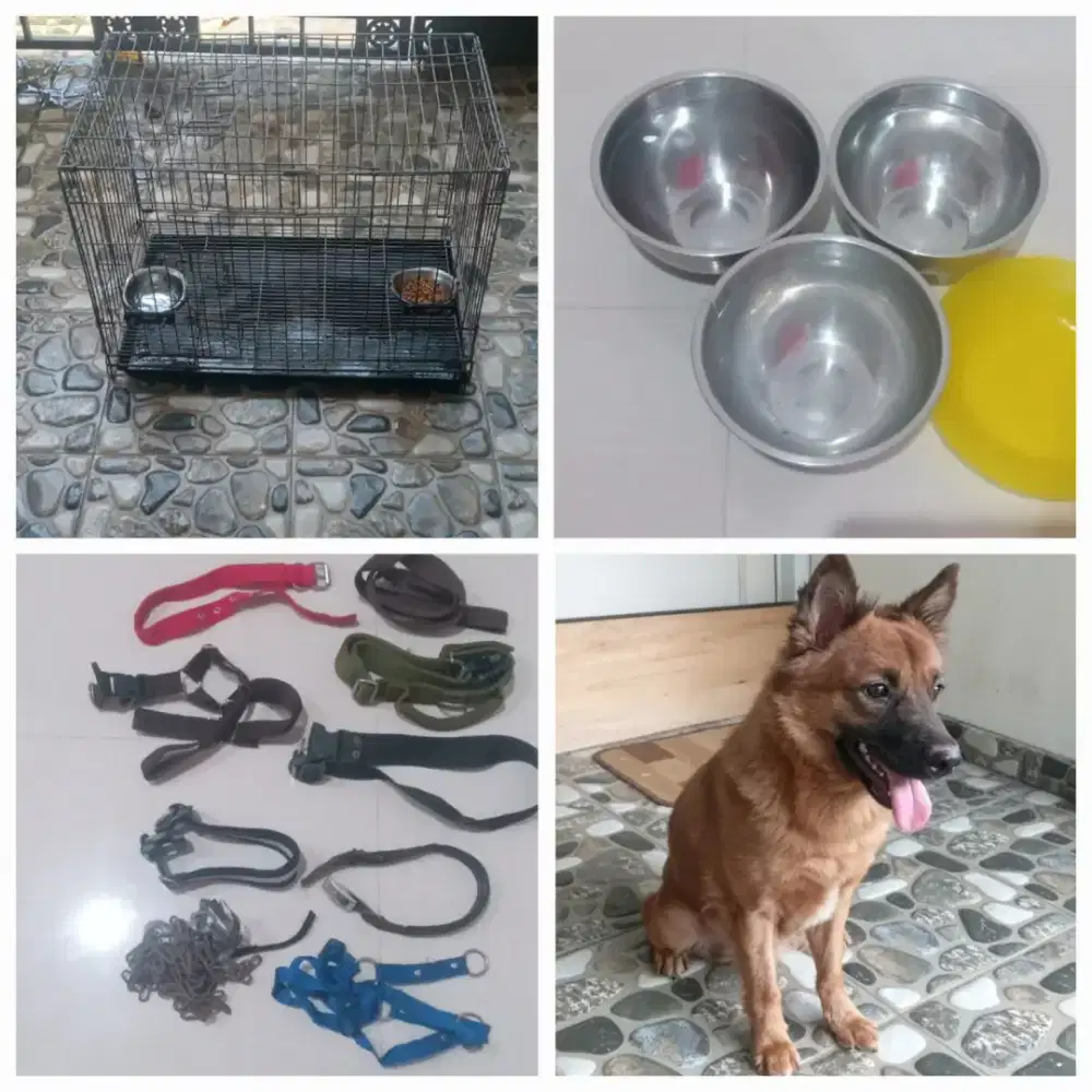 Anjing peliharaan oper alih adopsi