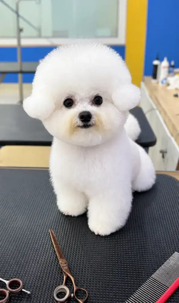 anjing bichon jantan 1 tahun good quality