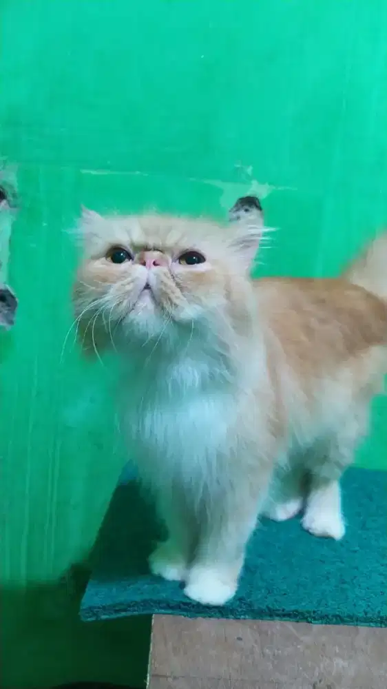 Indukan Kucing Peaknose Longhair JANTAN siap kawin