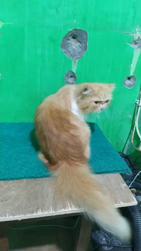 Indukan Kucing Peaknose Longhair JANTAN siap kawin