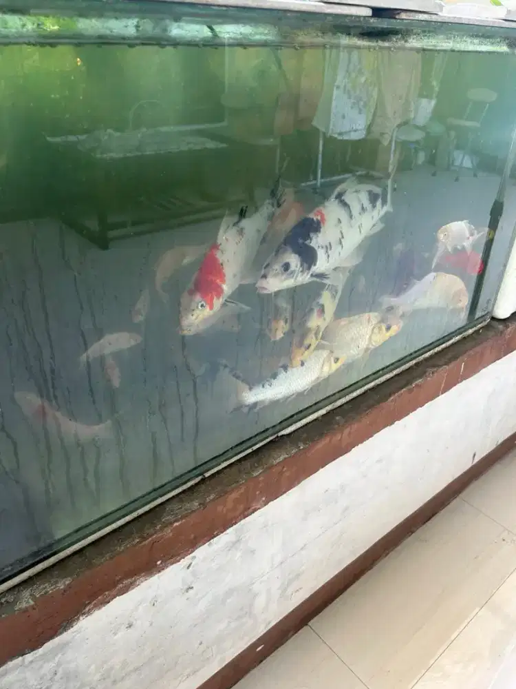 jual paketan ikan koi