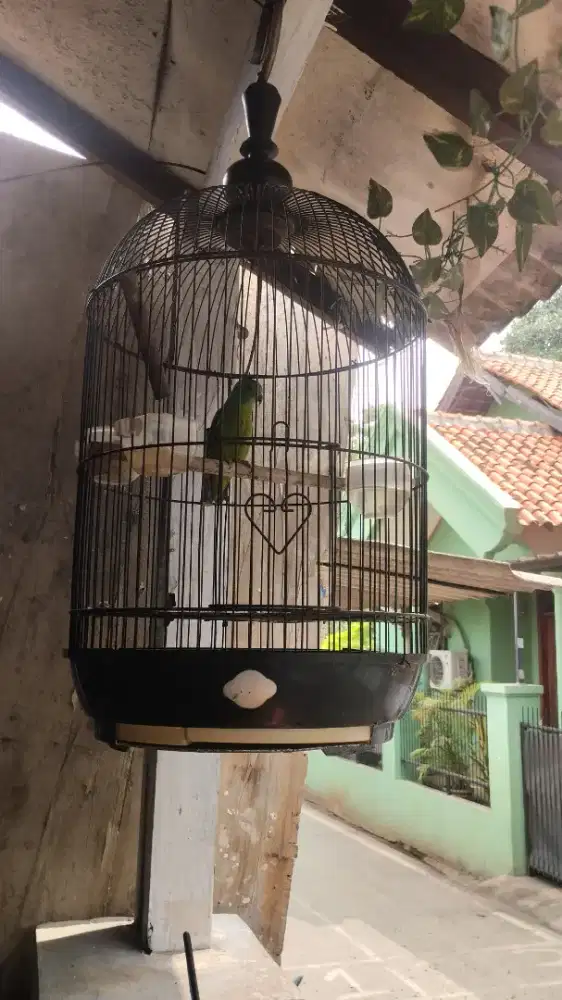 Burung betina full set