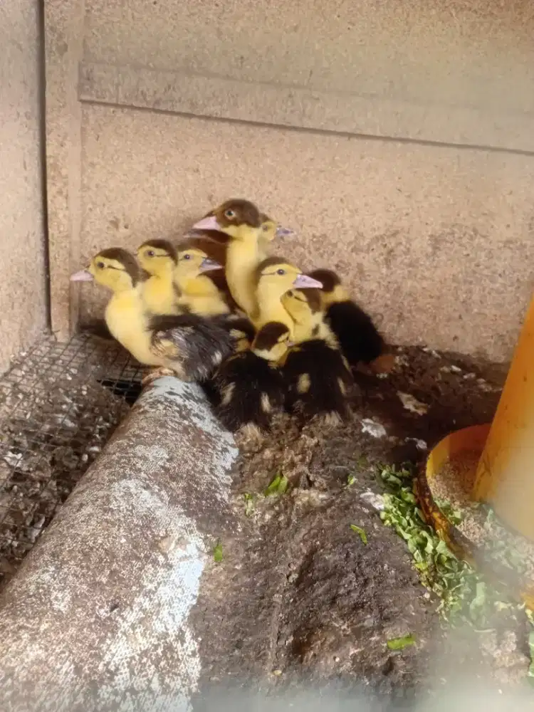 Jual anak bebek