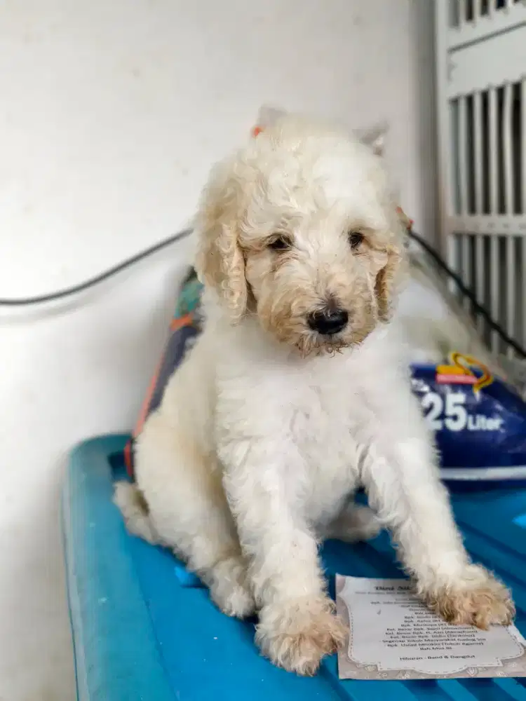 Giant poodle betina 1,5 bulan
