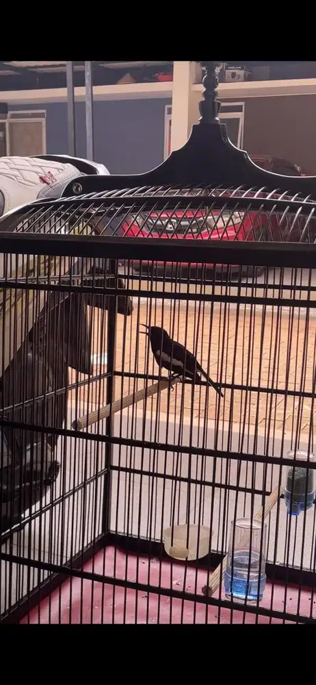 burung kacerr gacor