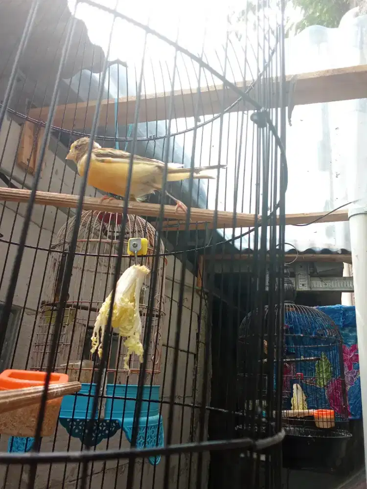 Kenari loper cerah bunyi