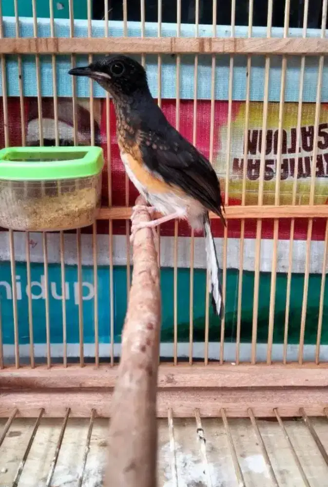 Murai Batu Medan Blorok Trah Panda Prestasi Rajin Bunyi Prospekan
