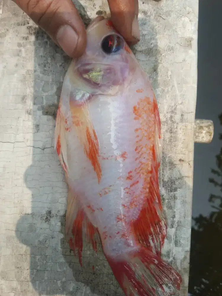 Bibit ikan nila