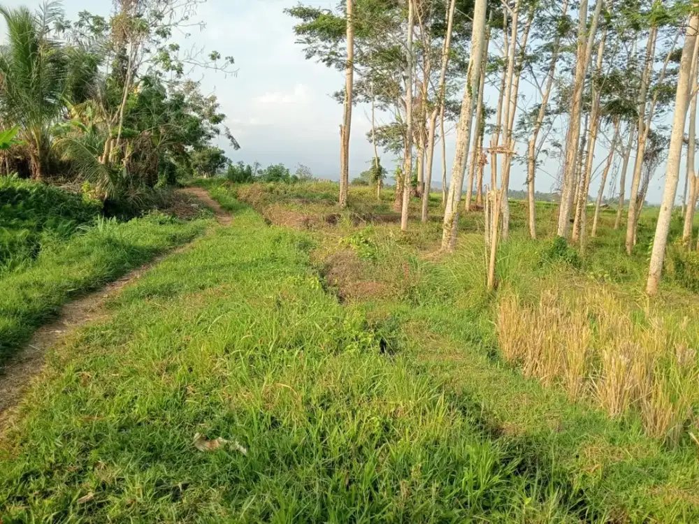 Dijual Tanah Sawah Kontur Datar Terasering Cocok untuk Perkebunan