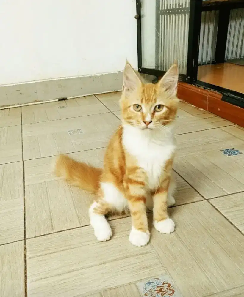 Kitten MaineCoon Betina Pure No mix. Induk Cfa Show Quality