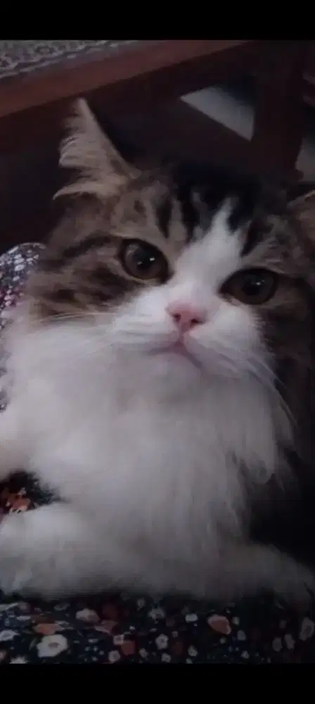 Meong lincah dan sehat